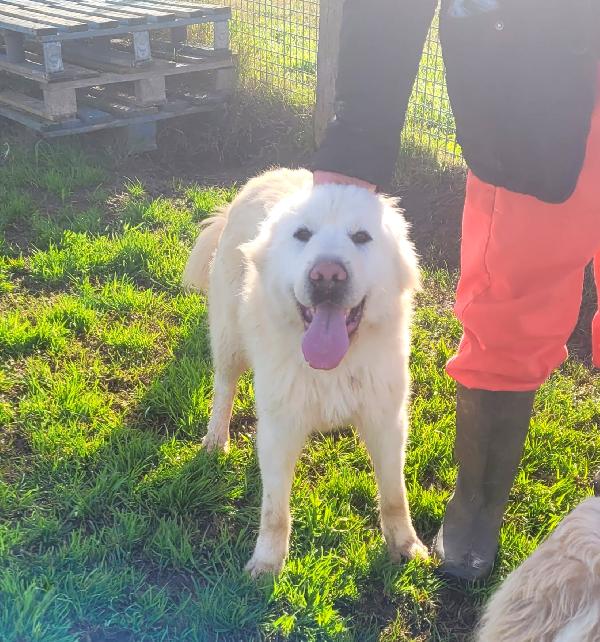 Lucius, cucciolone di pastore maremmano Foto 5